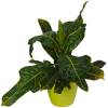 Croton Excellent  + Cachep Verde Limn