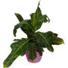 Croton Excellent  + Cachep Rosa