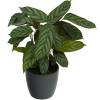 Calathea 'Compactstar' + Cachepô Antracite