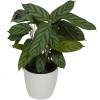 Calathea 'Compactstar' + Cachepô Branco