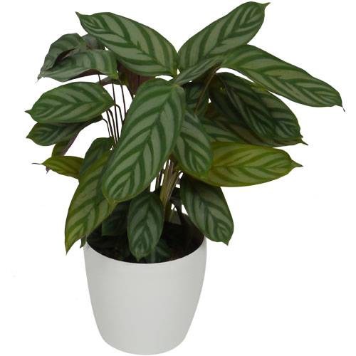 Calathea 'Compactstar' + Cachepô Branco