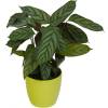 Calathea 'Compactstar' + Cachepô Verde Limão