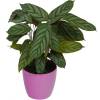 Calathea 'Compactstar' + Cachep Rosa