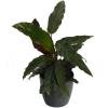 Calathea 'Purplestar' + Cachep Antracite
