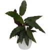 Calathea 'Purplestar' + Cachep Branco