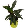 Calathea 'Purplestar' + Cachep Verde Limo