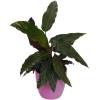 Calathea 'Purplestar' + Cachep Rosa