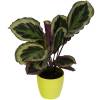 Calathea 'Shinestar' + Cachep Verde Limo