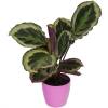 Calathea 'Shinestar' + Cachep Rosa
