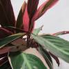 Calathea 'Triostar' +  Cachep Antracite