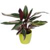 Calathea 'Triostar' + Cachep Verde Limo