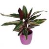 Calathea 'Triostar' + Cachep Rosa