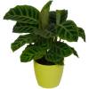 Calathea 'Zebrina' + Cachep Verde Limo