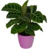 Calathea 'Zebrina' + Cachep Rosa
