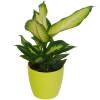 Dieffenbachia 'Camilla' + Cachep Verde Limo