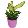 Dieffenbachia 'Camilla' + Cachep Rosa