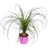 Beaucarnea + Cachep Rosa