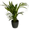 Palmeira Areca + Cachep Antracite