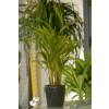 Palmeira Areca + Cachep Antracite