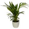 Palmeira Areca + Cachep Branco