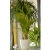 Palmeira Areca + Cachep Branco