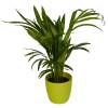 Palmeira Areca + Cachep Verde Limo
