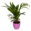 Palmeira Areca + Cachep Rosa
