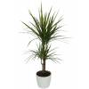 Planta de interior Dracaena Cachep Branco