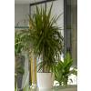 Planta de interior Dracaena Cachep Branco