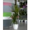 Planta de interior Dracaena Cachep Branco