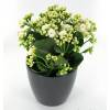 Kalanchoe branco + Cachep Antracite