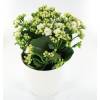 Kalanchoe branco + Cachep Branco