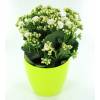 Kalanchoe branco + Cachep Verde Limo