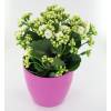 Kalanchoe branco + Cachep Rosa