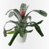 Aechmea 'Primera' + Cachepô Branco