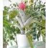 Aechmea 'Primera' + Cachepô Branco