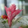 Aechmea 'Primera' + Cachepô Branco