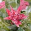 Aechmea 'Primera' + Cachepô Branco