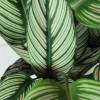 Calathea 'White Star' + Cachep Antracite