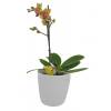 Phalaenopsis Laranja + Cachep Branca