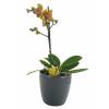 Phalaenopsis Laranja + Cachep Antracite