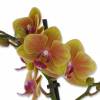 Phalaenopsis Laranja + Cachep Antracite