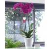 Orqudea Malva + Cachep Transparente