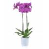 Orqudea Malva + Cachep Transparente