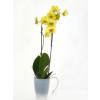 Orqudea Amarela + Cachep Transparente