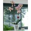 Orqudea Rosa + Cachep Transparente