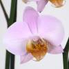 Orqudea Rosa + Cachep Transparente