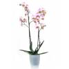 Orqudea Rosa + Cachep Transparente