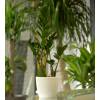 Zamioculcas + Cachep Branco