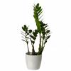 Zamioculcas + Cachep Branco